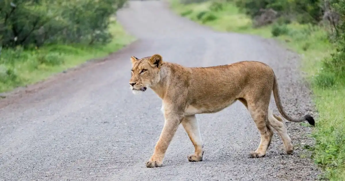 greater-kruger-reserves