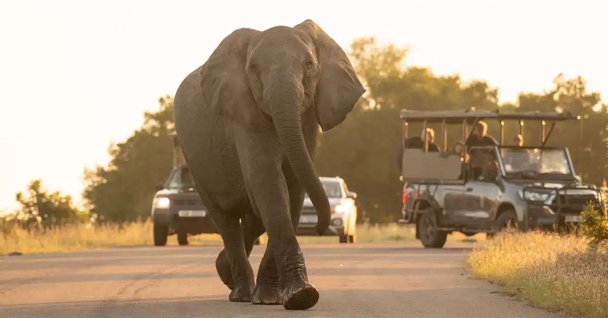 kruger-national-park-vs-greater-kruger-national-park