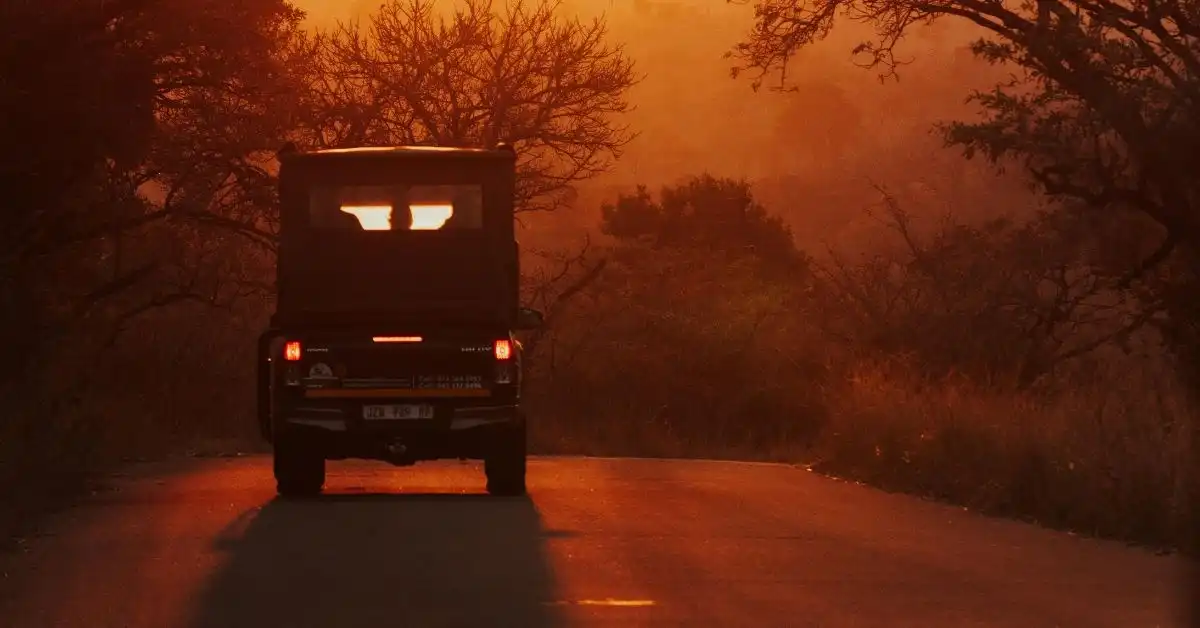 Best safari operators in Kruger National Park - Nhongo Safaris 2026