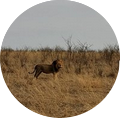 3 Day Kruger Gate Hotel Safari