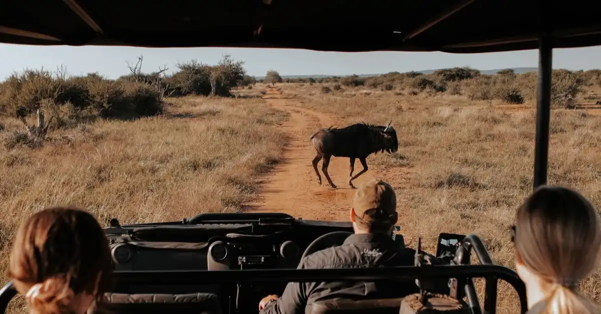 safaris-in-the-kruger-national-park