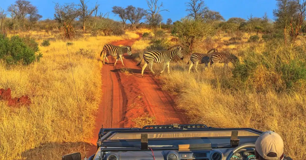 zebra-on-a-african-safari