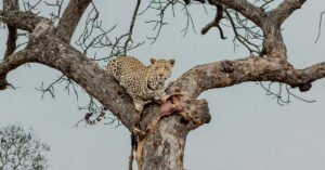 4 Day Adventure Kruger Safari