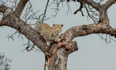 4 Day Adventure Kruger Safari