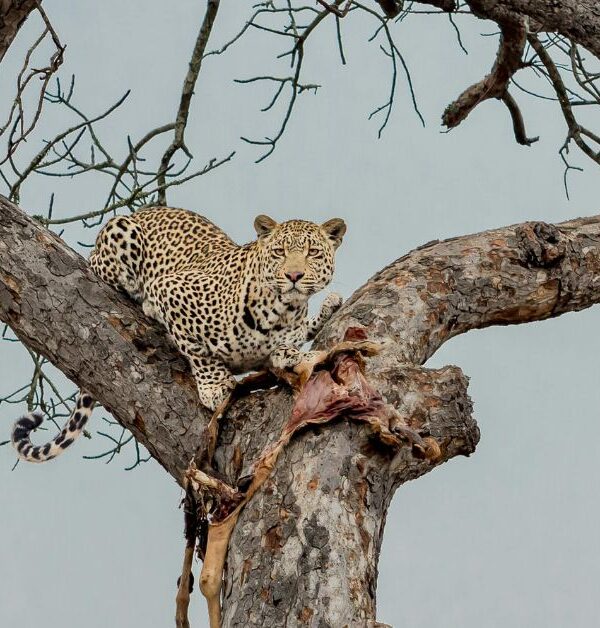 4 Day Adventure Kruger Safari