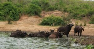 5 Day African Kruger Safari