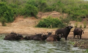 5 Day African Kruger Safari