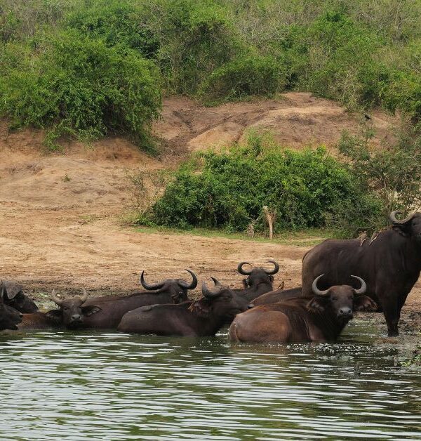 5 Day African Kruger Safari
