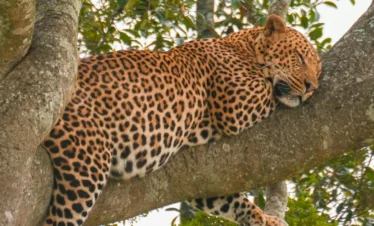 4 Day Budget Kruger Safari