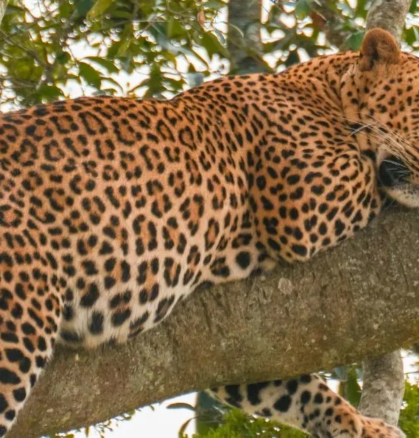 4 Day Budget Kruger Safari