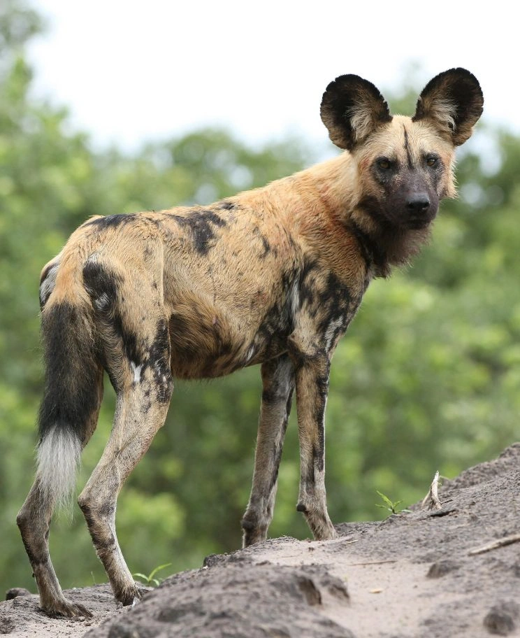 african-wild-dog-in-the-kruger-national-park