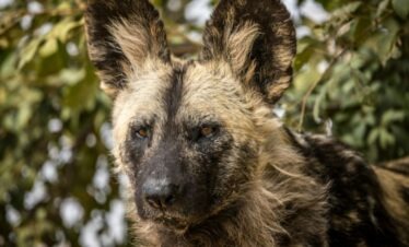 7 Day Kruger Safari