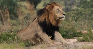 3 Day Budget Kruger Safari