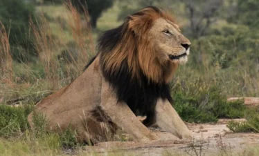 3 Day Budget Kruger Safari