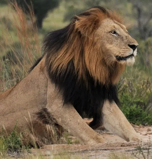 3 Day Budget Kruger Safari