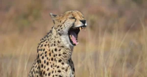 2 Day Bushveld Kruger Safari