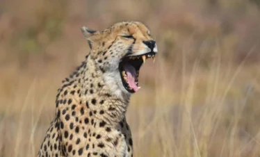 2 Day Bushveld Kruger Safari