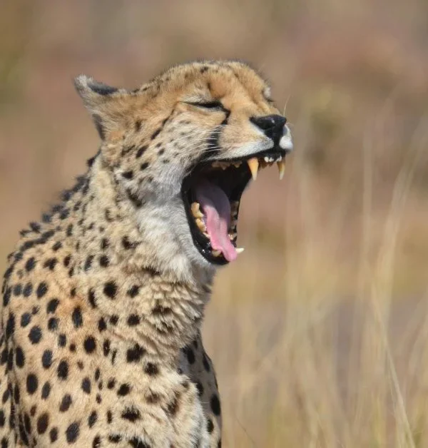 2 Day Bushveld Kruger Safari