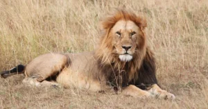 3 Day Classic Kruger Safari