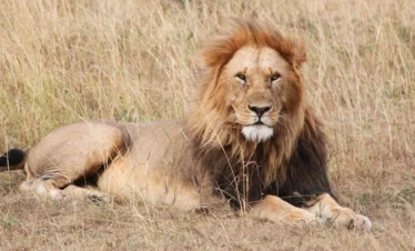 3 Day Classic Kruger Safari