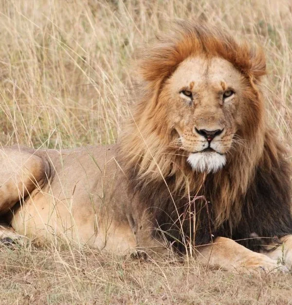 3 Day Classic Kruger Safari