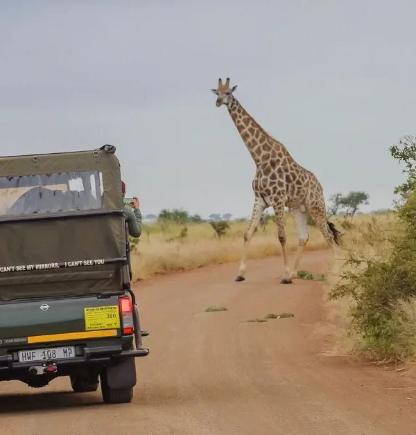 Half Day Kruger Park Safari - Big 5 Open Vehicle Excursion from Hazyview